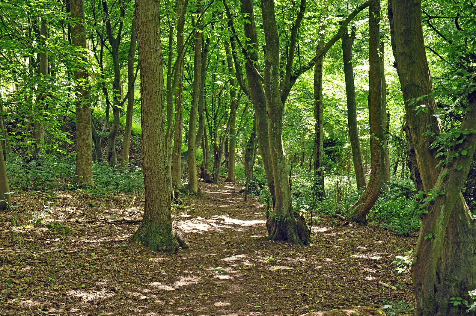 Walderslade Woodlands